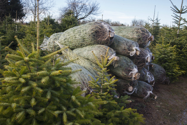 karácsony karácsonyfa fenyőfa luc duglász normand fenyőárus