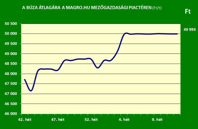 búza kukorica magro.hu gabonapiac