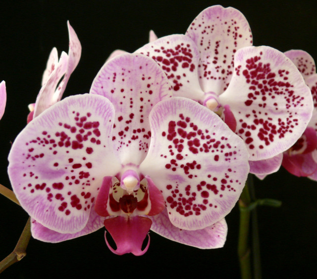 orchidea lepkeorchidea kiállítás játék