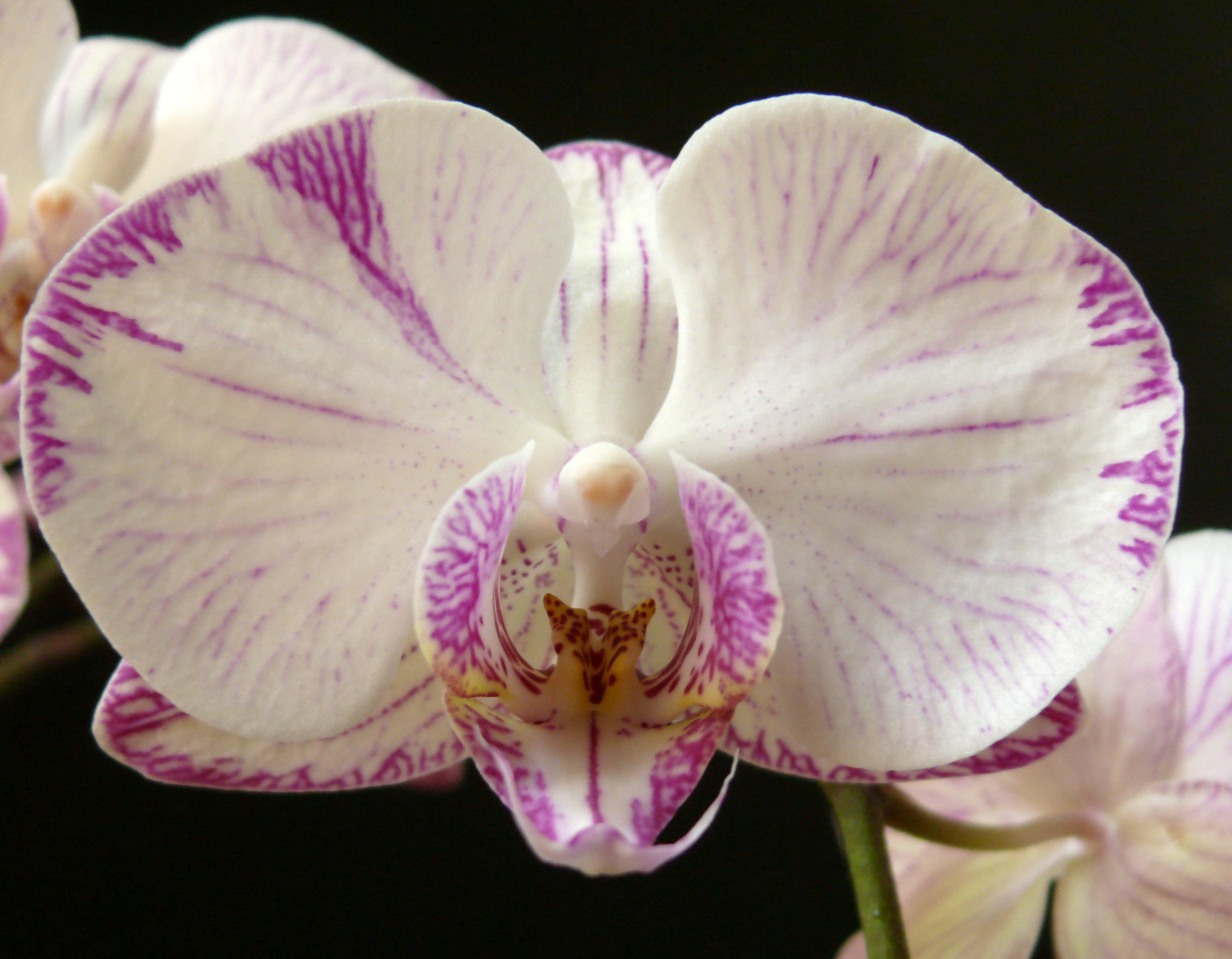 Gardenexpo kert tavasz orchidea