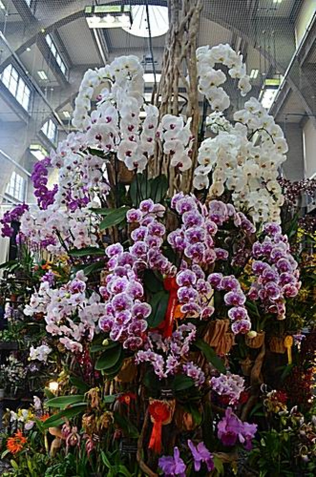 orchidea lepkeorchidea kiállítás játék