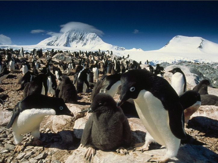 jéghegy Denise-fok Adélie-pingvin