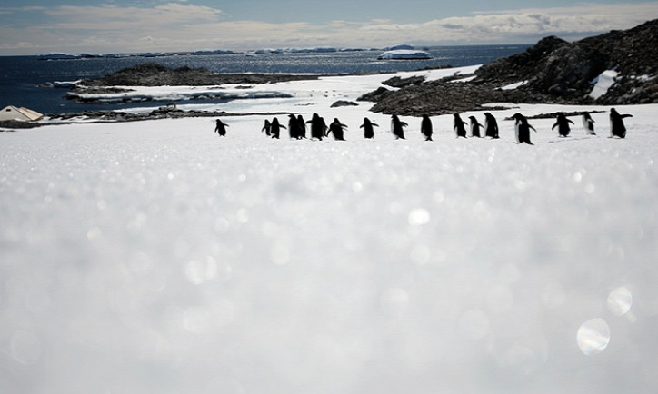 jéghegy Denise-fok Adélie-pingvin