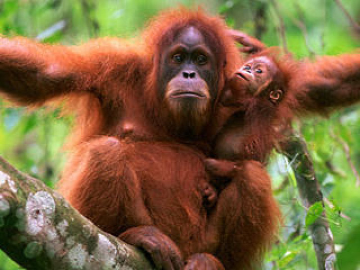 orangutanok világnapja állatvédelem veszélyeztetett állatok