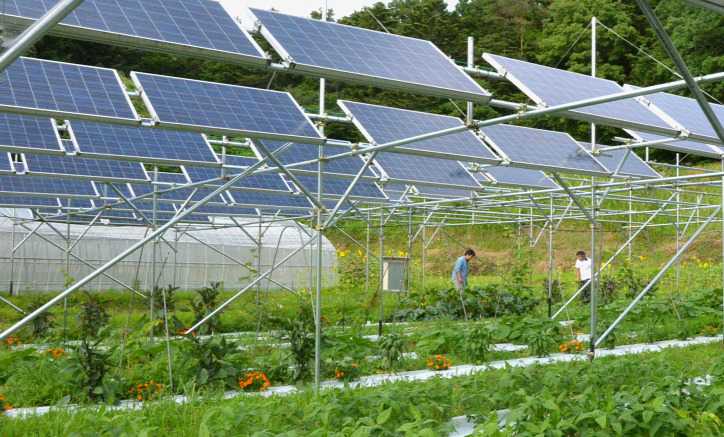 napelem szolárfarm megosztott növénytermesztés solar sharing fenntartható mezőgazdaság