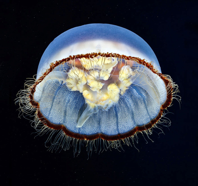 underwater-jellyfish-alexander-semenov-aquatis-30
