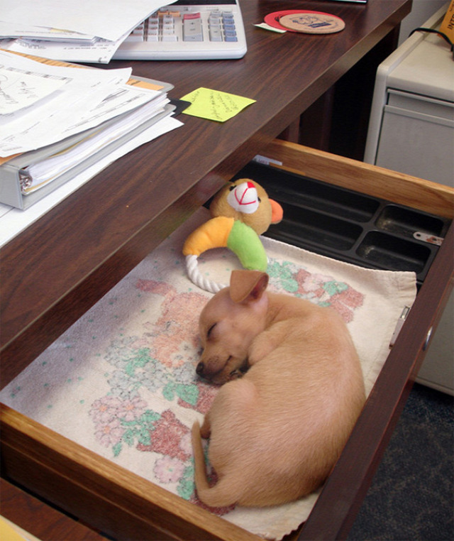 Office Desk Puppy Just Wants To Sleep