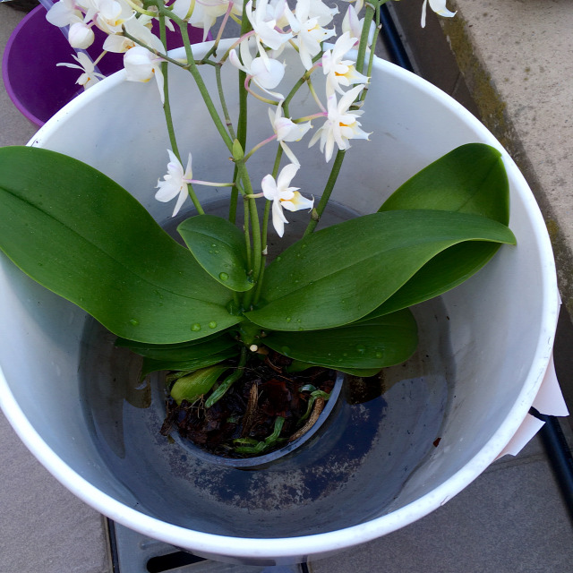 gyorstipp orchidea