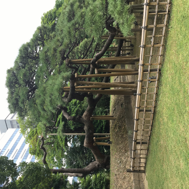 nagyvilág japánkert