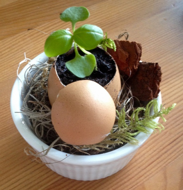 palánta tavasz húsvét retek tojáshéj újrahasznosítás