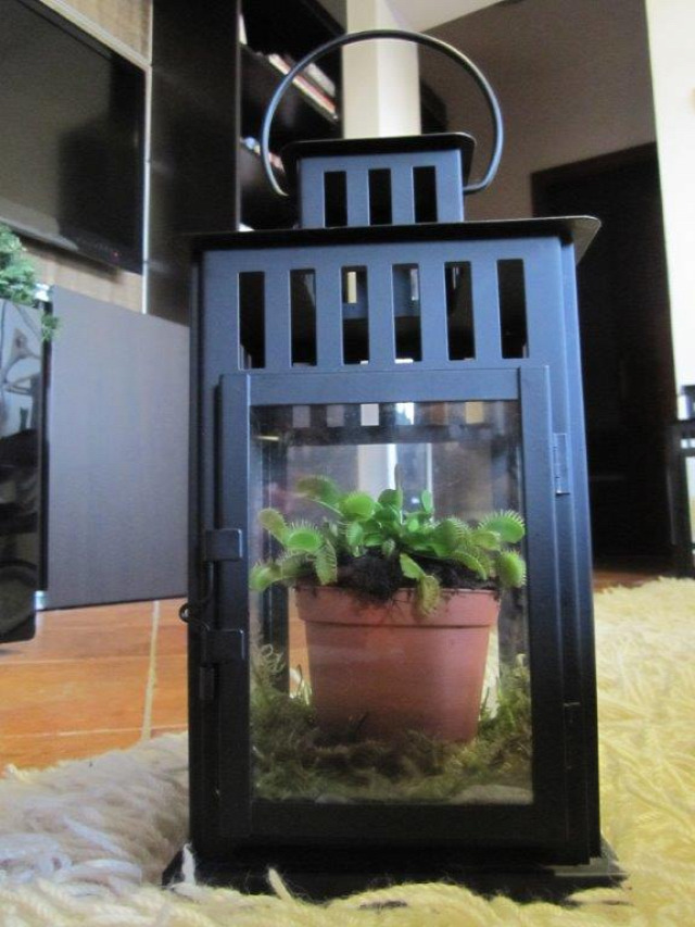 DIY üvegház dekor minikert