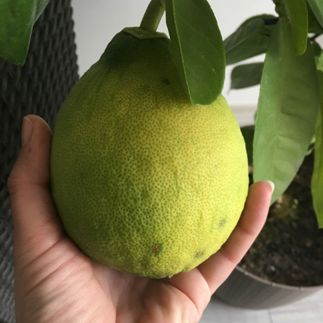 citrom magvetés egzotikusok