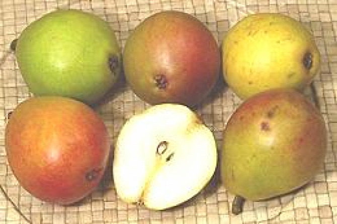 shake hínár avokádó gyümölcsök és zöldségek egyedi gyümölcslevek  egzotikus citrusok