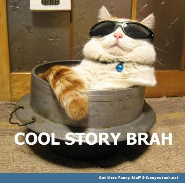 funny-cool-story-cat.jpg