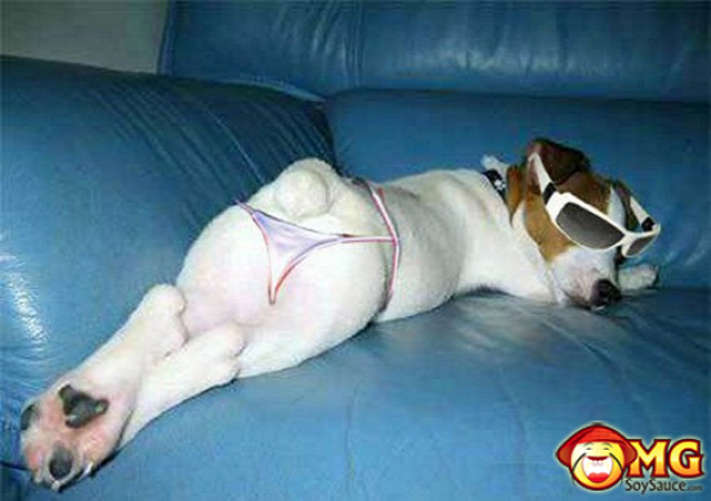 funny-dog-bikini.jpg