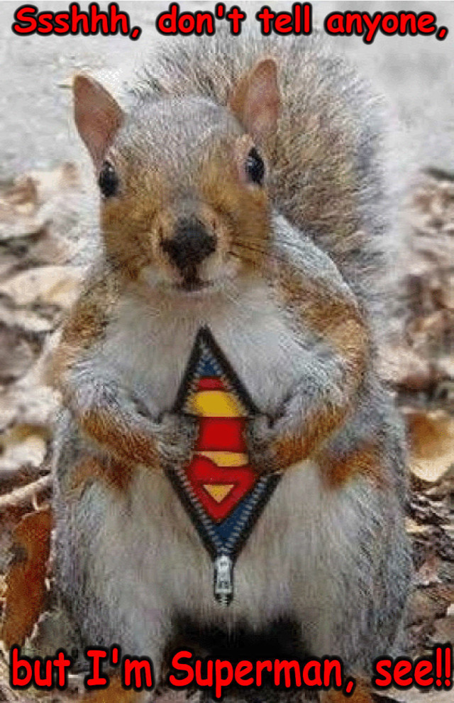 squirrel-funny-animal-humor-20269148-838-1299.jpg