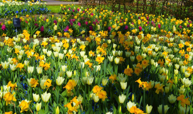 Hollandia arborétum virágok