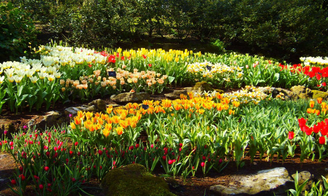 Hollandia arborétum virágok