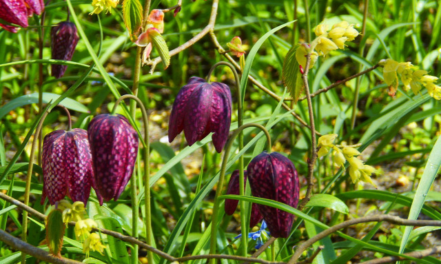 Hollandia arborétum virágok