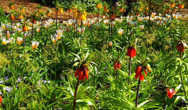 Hollandia arborétum virágok