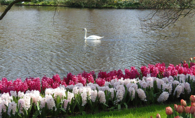 Hollandia arborétum virágok