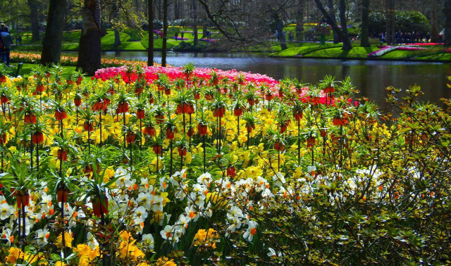 Hollandia arborétum virágok