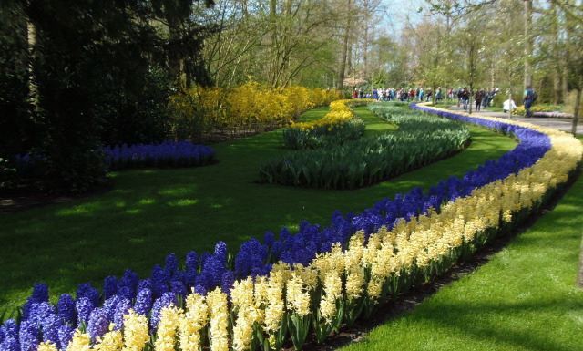 Hollandia arborétum virágok