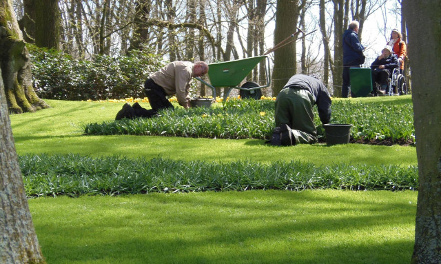 Hollandia arborétum virágok