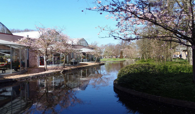 Hollandia arborétum virágok