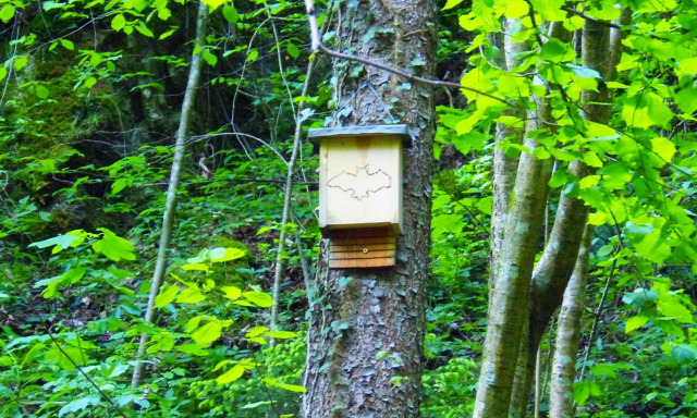 Ausztria Alsó-Ausztria szurdok Würflach Johannesbachklamm