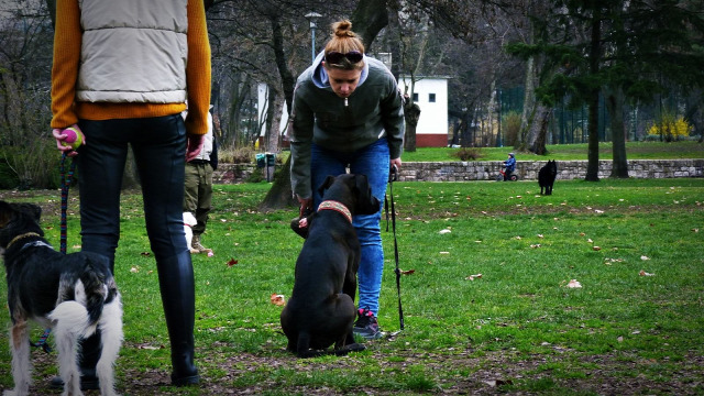 pitbull kutya kiképzés kutyakiképzés önbizalom hála pozitív tudás vidámság bizalom kötődés munkakutya vizsga boldog kutyázás