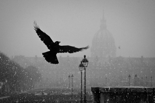 bird-flying-hawk-snow-snow-falling-favim_com-207691.jpg