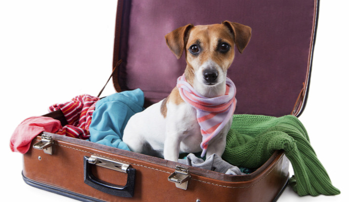 színes kieemlt kutya szálloda levél tulajdonos vicces válasz állat