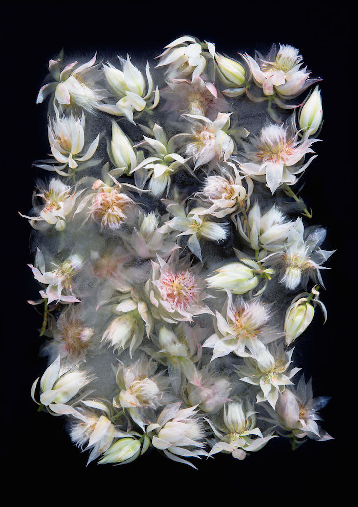 jégbe fagyasztott fotó fotóművészet érdekes virág Bruce Boyd