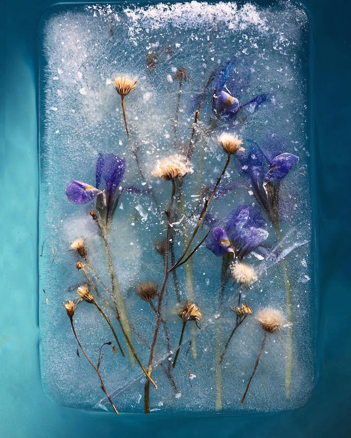 jégbe fagyasztott fotó fotóművészet érdekes virág Bruce Boyd