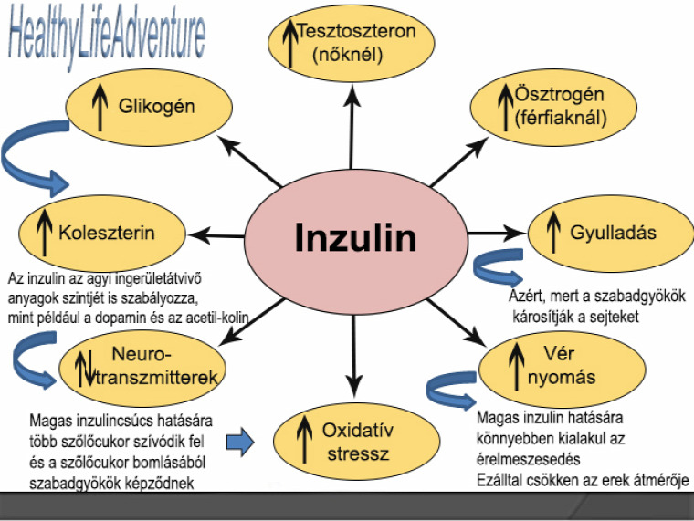 inzulin inzulinérzékenység inzulinrezisztencia táplálékkiegészítők aerob anaerob testmozgás resveratrol karnitin zöld tea