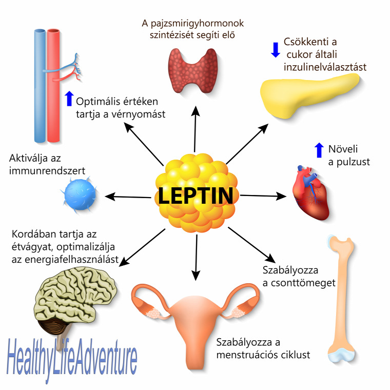 leptin fogyás diéta kalória egyensúly hormonrendszer energia energiafelhasználás pajzsmirigy hipotalamusz zsírsejt zsír csont petefészek