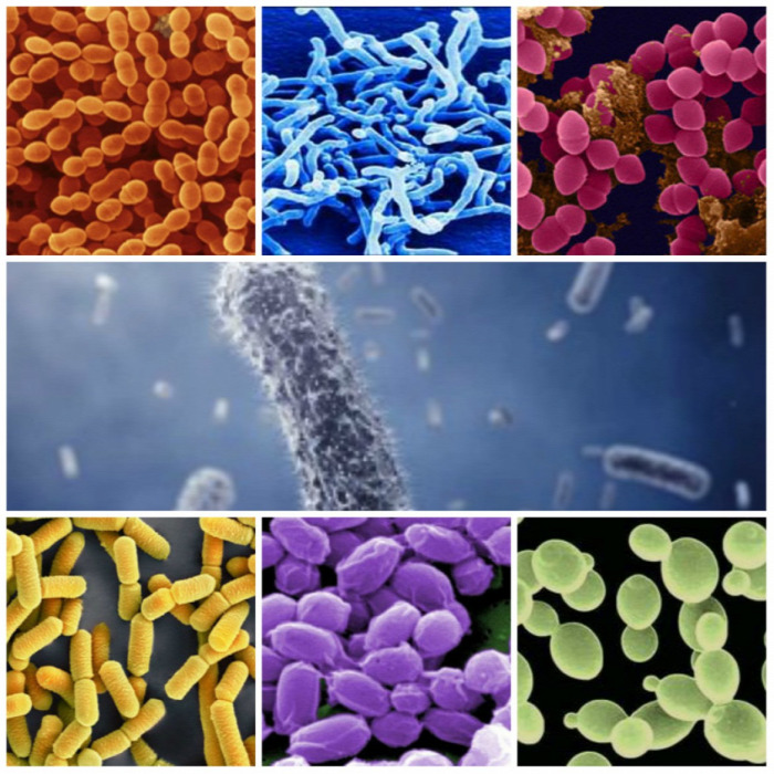 egészség átverés bélflóra probiotikum antibiotikum prebiotikum