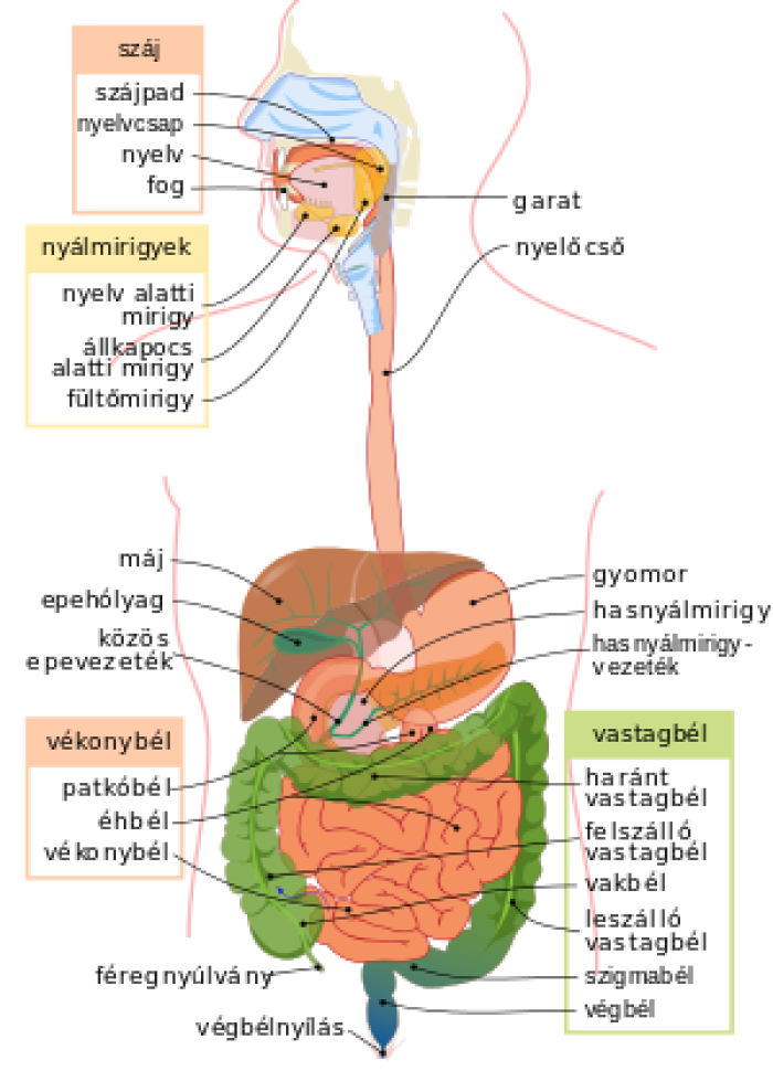 egészség táplálkozás gyomorsav reflux Crohn-betegség Colitis emésztőrendszer Candida bélgyulladás daganat vashiány