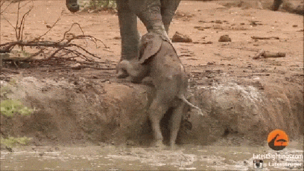 elefánt baj Kruger Sightings