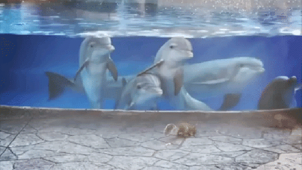 palackorrú delfin mókus SeaWorld Orlando