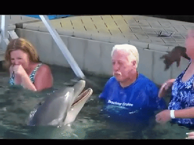 delfin barátság köpés Bahama