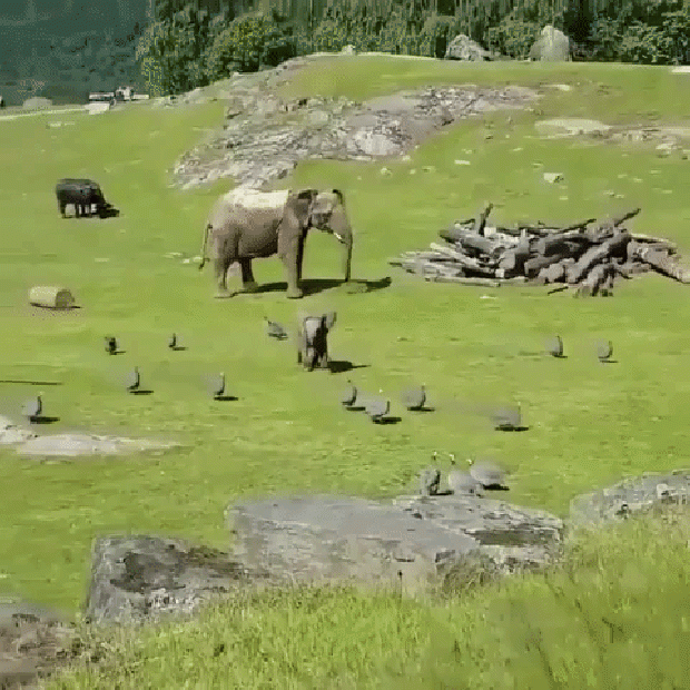 elefánt játék