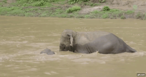elefánt víz mentés