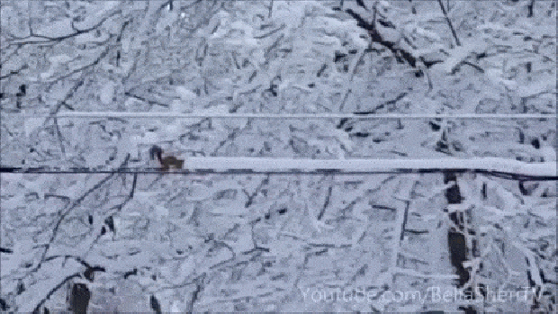 mókus hó tél