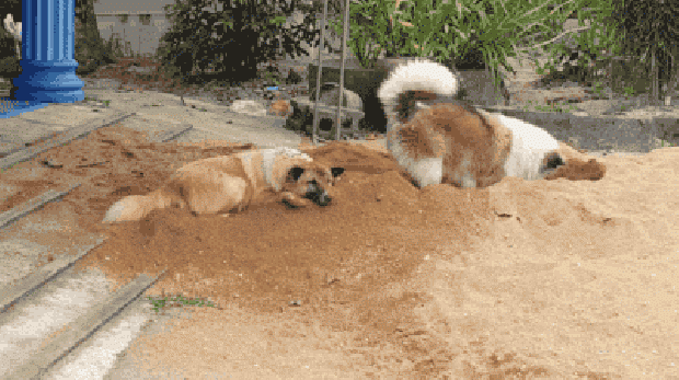 kutya játék thaiföld