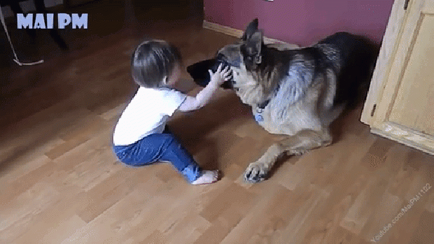 kutya gyerek játék német juhászkutya