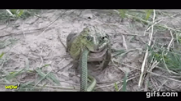 béka kígyó tücsök eszik