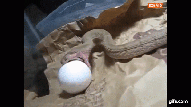 kígyó  tojás eszik