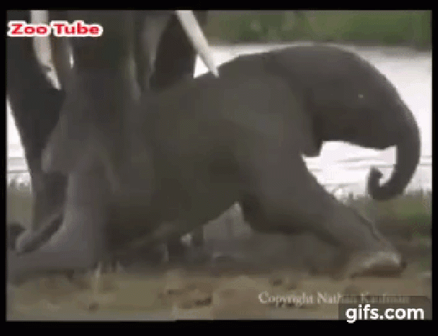elefánt borjú születés